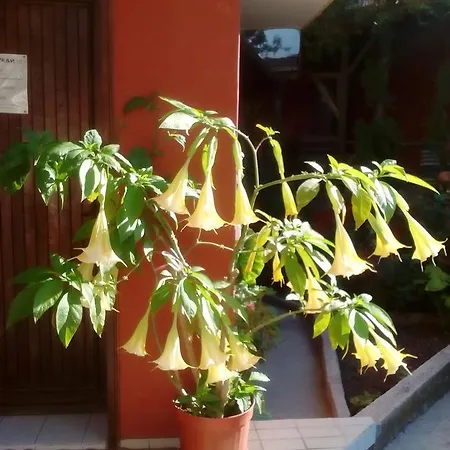 Hanche Kati Casa de hóspedes *